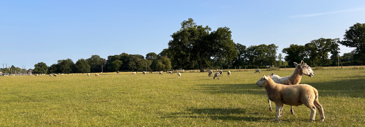 Old Showground June