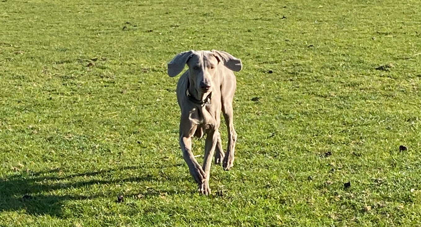 Roo
