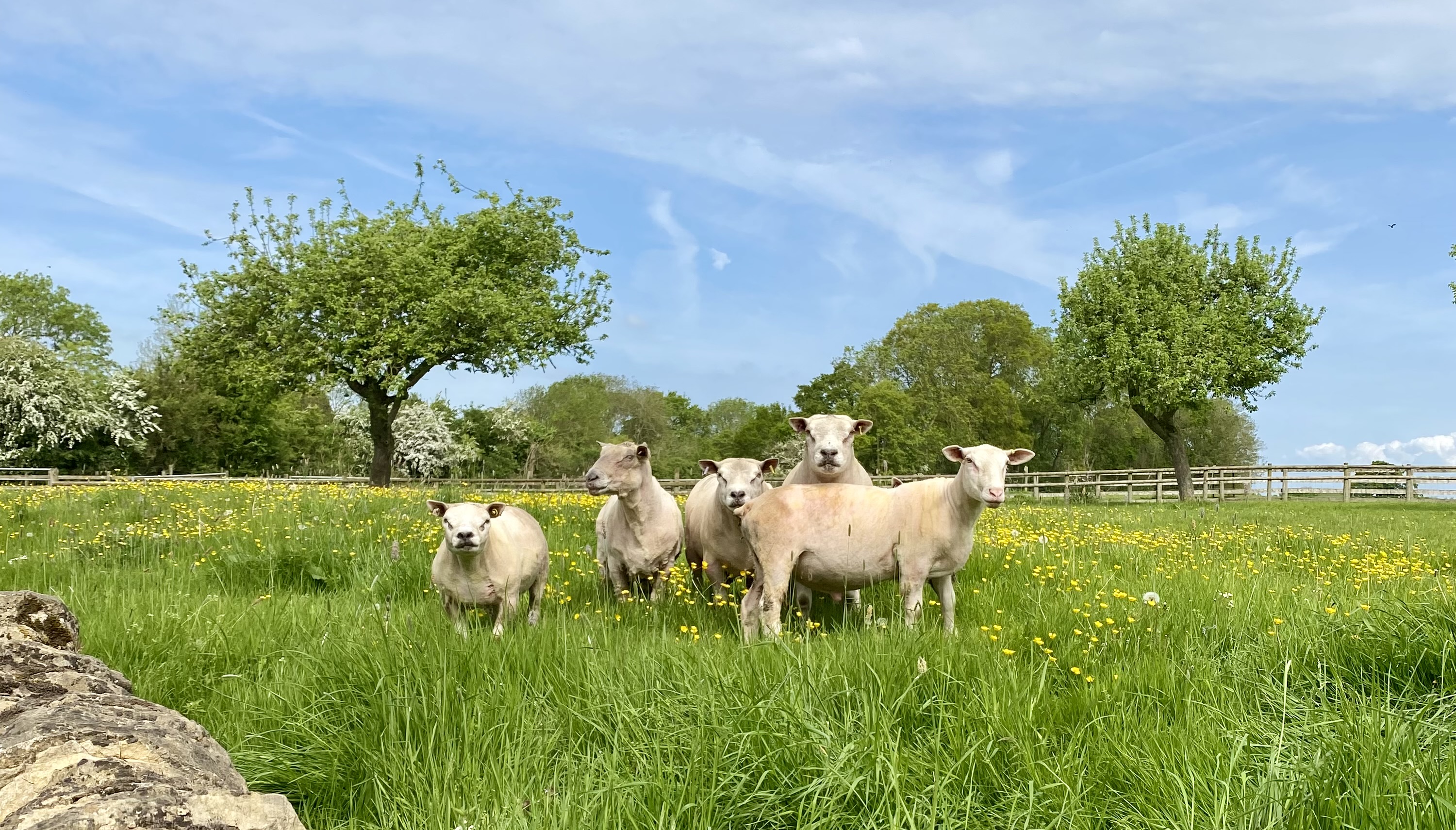 Tups