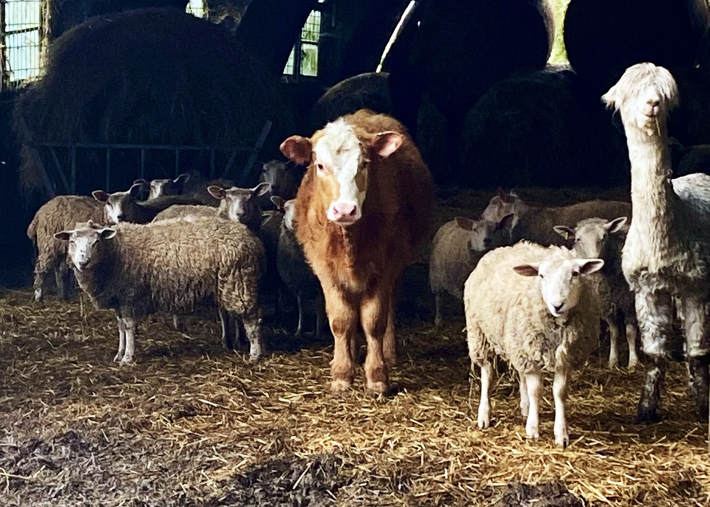 Diverse mix of animals… sheep, cow and alpaca!