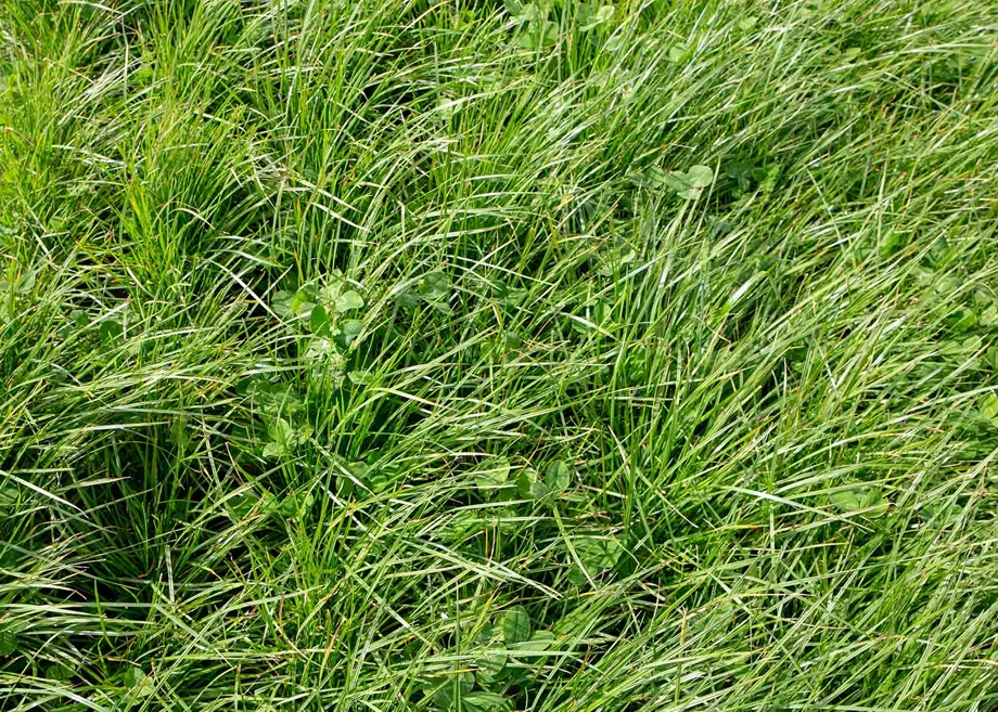 Perenial Ryegrass