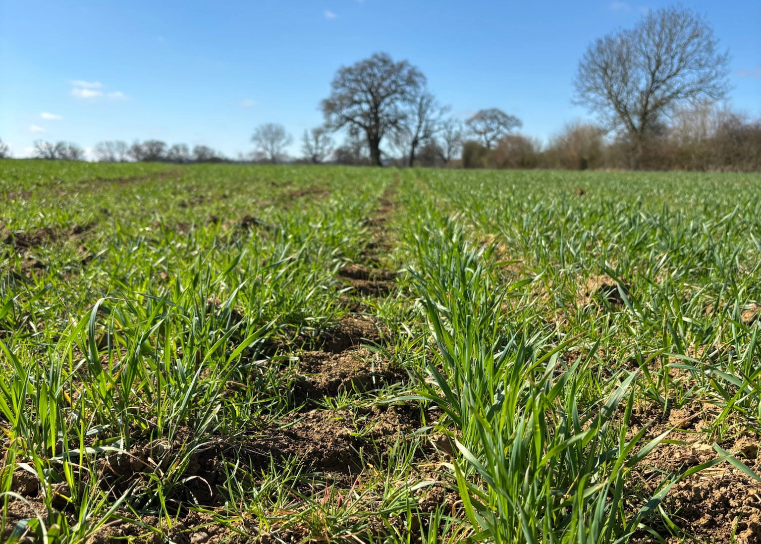 Precision weeding along seeded rows