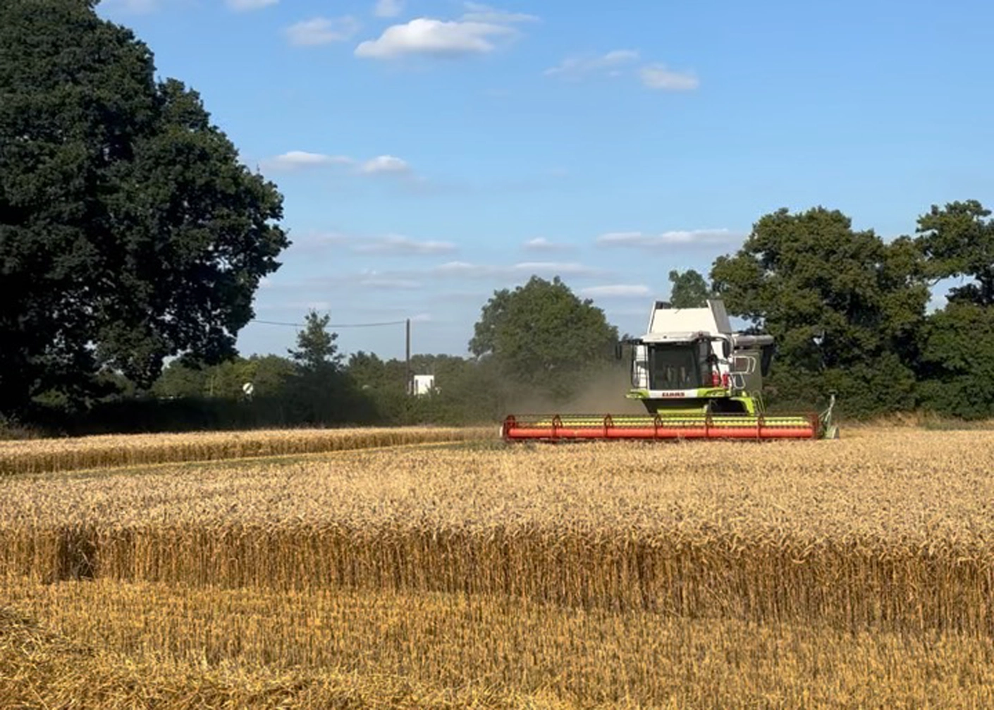 Combining wheat